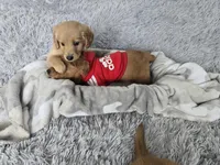 Gunner, a male Golden Retriever for sale in Minneapolis, MN – Photo 2 of 4