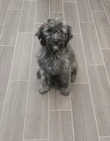 Murphy , a male Miniature Goldendoodle for sale in Minneapolis, MN – 2 of 2