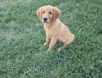 Dutton , a male Golden Retriever for sale in Minneapolis, MN – 2 of 8