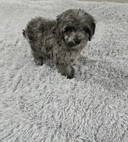 Tito, a male Miniature Goldendoodle for sale in Minneapolis, MN – Photo 4 of 4