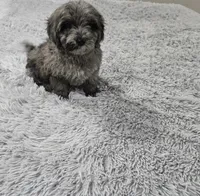 Tito, a male Miniature Goldendoodle for sale in Minneapolis, MN – Photo 3 of 4