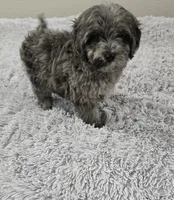 Tito, a male Miniature Goldendoodle for sale in Minneapolis, MN – Photo 2 of 4