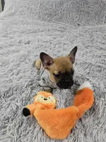 Loki, a male French Bulldog for sale in Minneapolis, MN – Photo 4 of 6