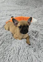 Loki, a male French Bulldog for sale in Minneapolis, MN – Photo 3 of 6