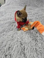 Loki, a male French Bulldog for sale in Minneapolis, MN – Photo 6 of 6