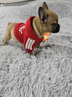 Loki, a male French Bulldog for sale in Minneapolis, MN – Photo 5 of 6