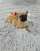 Loki, a male French Bulldog for sale in Minneapolis, MN – Photo 2 of 6