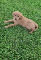 River, a female Golden Retriever for sale in Minneapolis, MN – 3 of 5