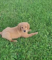River, a female Golden Retriever for sale in Minneapolis, MN – 2 of 5