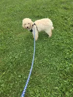 Frankie , a male Miniature Goldendoodle for sale in Minneapolis, MN – 4 of 4