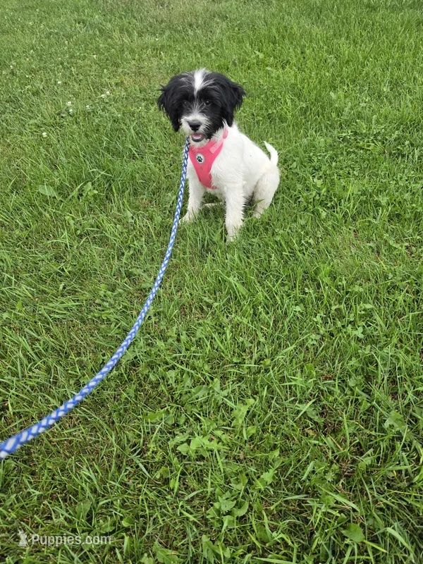 Taven  – Miniature Goldendoodle puppy for sale in Minneapolis, MN