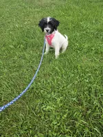 Taven , a female Miniature Goldendoodle for sale in Minneapolis, MN – 1 of 3