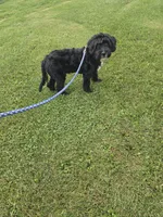 Duffy , a male Miniature Goldendoodle for sale in Minneapolis, MN – 4 of 6