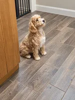 Diego, a male Miniature Goldendoodle for sale in Minneapolis, MN – 3 of 3