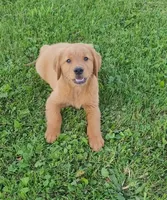 Dutton , a male Golden Retriever for sale in Minneapolis, MN – 5 of 6