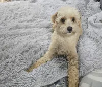 Lilly, a female Miniature Goldendoodle for sale in Minneapolis, MN – Photo 1 of 4