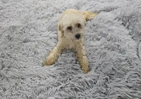 Lilly, a female Miniature Goldendoodle for sale in Minneapolis, MN – Photo 3 of 4