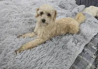 Lilly, a female Miniature Goldendoodle for sale in Minneapolis, MN – Photo 2 of 4