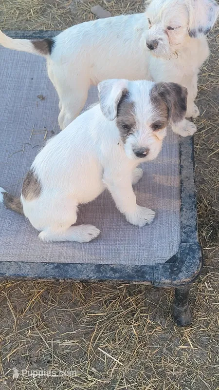 Banfi , a female French Bulldog and Miniature Goldendoodle for sale in Minneapolis, MN – Photo 1 of 2