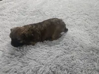 Fatty Patty, a female French Bulldog and Miniature Goldendoodle for sale in Minneapolis, MN – Photo 3 of 5