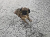 Fatty Patty, a female French Bulldog and Miniature Goldendoodle for sale in Minneapolis, MN – Photo 1 of 5