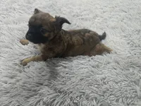 Fatty Patty, a female French Bulldog and Miniature Goldendoodle for sale in Minneapolis, MN – Photo 4 of 5