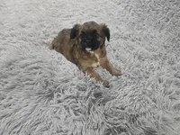 Fatty Patty, a female French Bulldog and Miniature Goldendoodle for sale in Minneapolis, MN – Photo 5 of 5