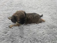 Fatty Patty, a female French Bulldog and Miniature Goldendoodle for sale in Minneapolis, MN – Photo 2 of 5