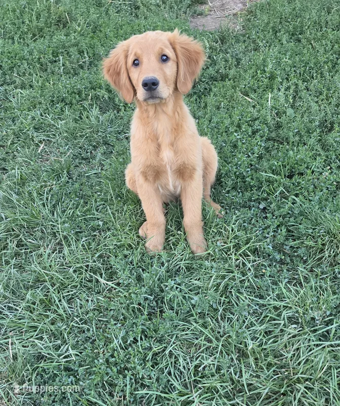 Dutton  – Golden Retriever puppy for sale in Minneapolis, MN
