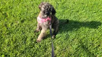 Jade, a female Miniature Goldendoodle for sale in Minneapolis, MN – 2 of 4