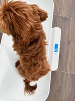 *MICRO* Lloyd, a male Miniature Goldendoodle for sale in Minneapolis, MN – 3 of 3