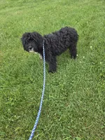 Duffy , a male Miniature Goldendoodle for sale in Minneapolis, MN – 3 of 3