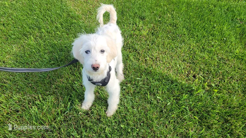 Jake – Miniature Goldendoodle puppy for sale in Minneapolis, MN