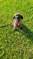 Jasper, a female Miniature Goldendoodle for sale in Minneapolis, MN – 5 of 5