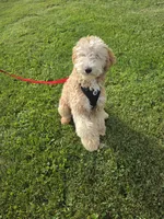 Benny , a male Miniature Goldendoodle for sale in Minneapolis, MN – 1 of 4