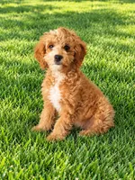 Jackson , a male Miniature Goldendoodle for sale in Minneapolis, MN – 2 of 3