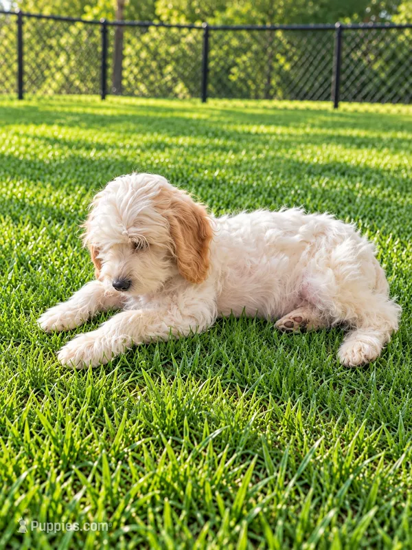 Zipp – Miniature Goldendoodle puppy for sale in Minneapolis, MN