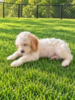 Zipp, a male Miniature Goldendoodle for sale in Minneapolis, MN – 1 of 3
