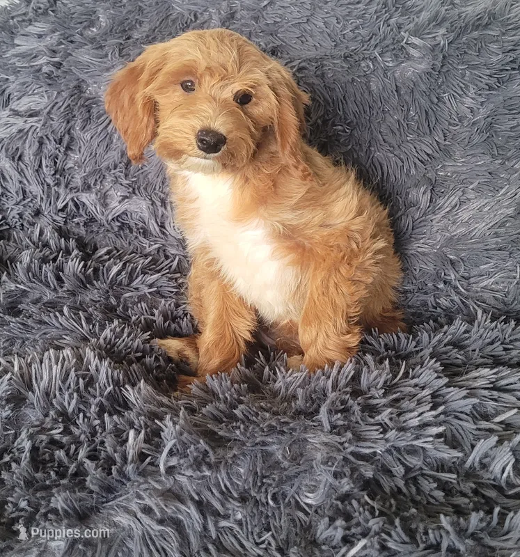Tilly – Cavapoo puppy for sale in Minneapolis, MN