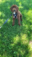 Trey, a male Cavapoo for sale in Minneapolis, MN – 2 of 4