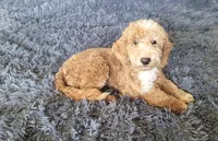 Duffy, a male Miniature Goldendoodle for sale in Minneapolis, MN – 1 of 4