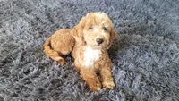 Duffy, a male Miniature Goldendoodle for sale in Minneapolis, MN – 2 of 4