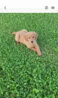 River, a female Golden Retriever for sale in Minneapolis, MN – 5 of 5