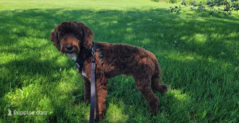 Trey – Cavapoo puppy for sale in Minneapolis, MN