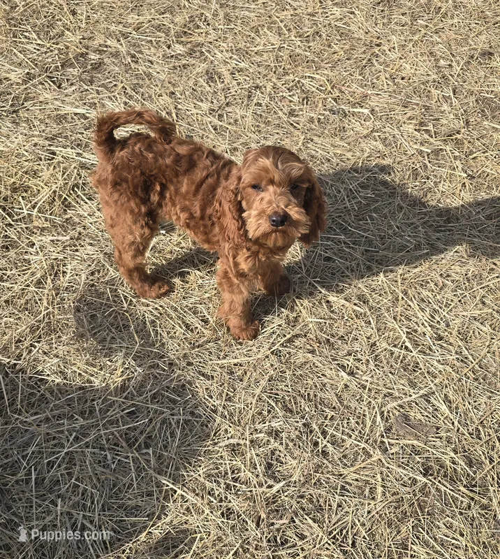 Finn – Cavapoo puppy for sale in Minneapolis, MN