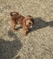 Finn, a male Cavapoo for sale in Minneapolis, MN – 1 of 6