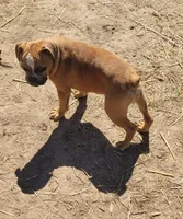 Josie, a female French Bulldog for sale in Minneapolis, MN – 2 of 4
