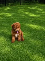 Max, a male Miniature Goldendoodle for sale in Minneapolis, MN – 2 of 2