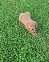 Dutton , a male Golden Retriever for sale in Minneapolis, MN – 6 of 6