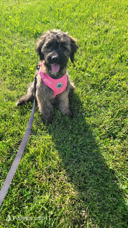 Jade – Miniature Goldendoodle puppy for sale in Minneapolis, MN
